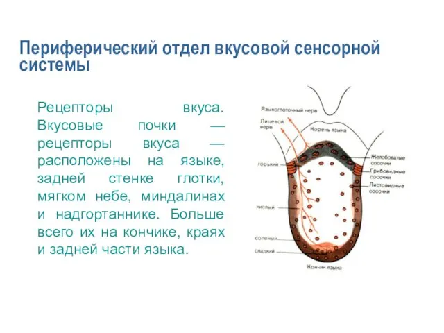 Периферический отдел вкусовой сенсорной системы Рецепторы вкуса. Вкусовые почки —