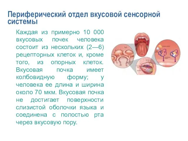 Периферический отдел вкусовой сенсорной системы Каждая из примерно 10 000