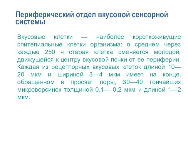 Периферический отдел вкусовой сенсорной системы Вкусовые клетки — наиболее короткоживущие