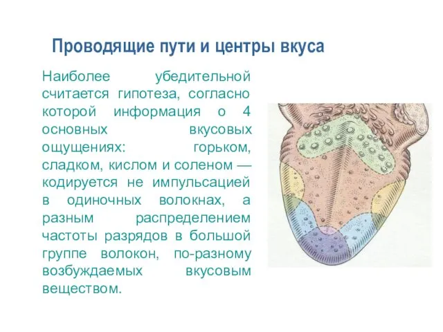 Проводящие пути и центры вкуса Наиболее убедительной считается гипотеза, согласно