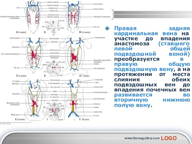 www.themegallery.com Правая задняя кардинальная вена на участке до впадения анастомоза