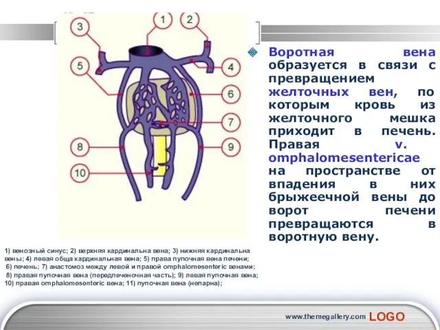 www.themegallery.com Воротная вена образуется в связи с превращением желточных вен,