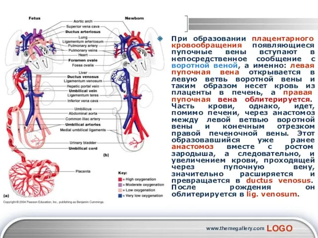 www.themegallery.com При образовании плацентарного кровообращения появляющиеся пупочные вены вступают в