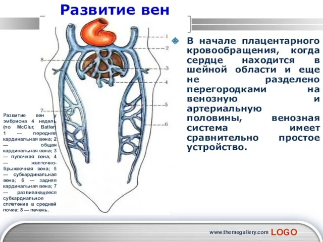 www.themegallery.com Развитие вен В начале плацентарного кровообращения, когда сердце находится