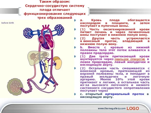 www.themegallery.com Таким образом: Сердечно-сосудистую систему плода отличает функционирование следующих трех