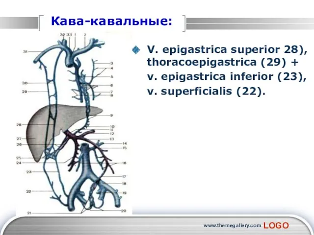 www.themegallery.com Кава-кавальные: V. epigastrica superior 28), thoracoepigastrica (29) + v. epigastrica inferior (23), v. superficialis (22).