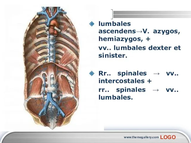 www.themegallery.com lumbales ascendens→V. azygos, hemiazygos, + vv.. lumbales dexter et