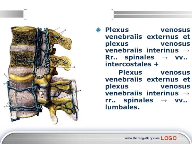 www.themegallery.com Plexus venosus venebraiis externus et plexus venosus venebraiis interinus