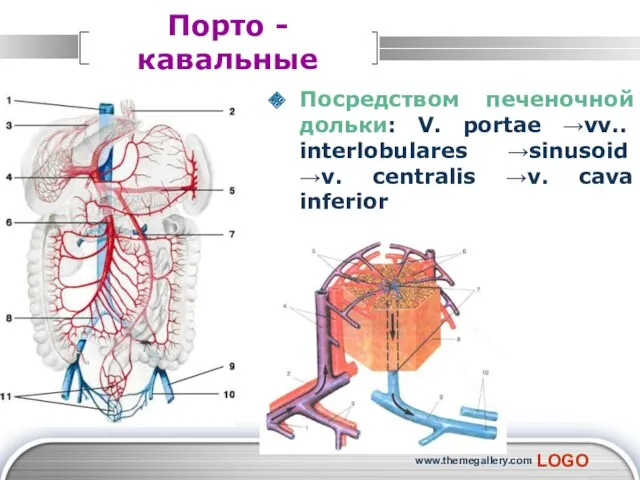 www.themegallery.com Порто - кавальные Посредством печеночной дольки: V. portae →vv..