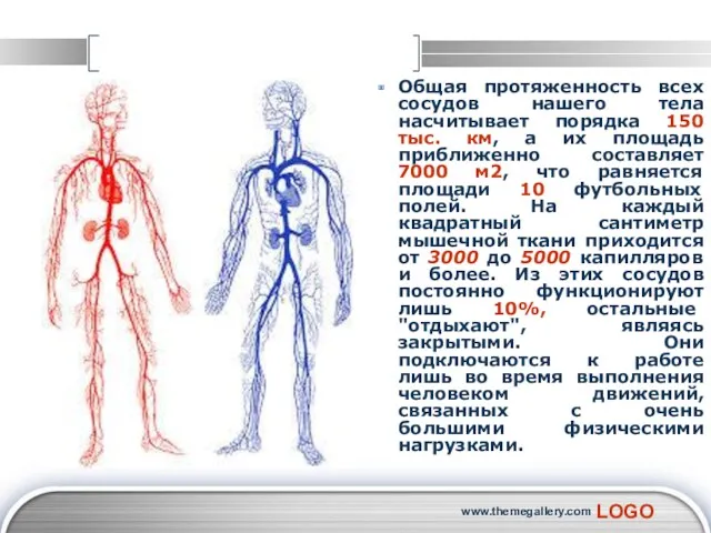 www.themegallery.com Общая протяженность всех сосудов нашего тела насчитывает порядка 150