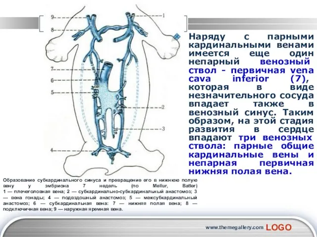 www.themegallery.com Наряду с парными кардинальными венами имеется еще один непарный