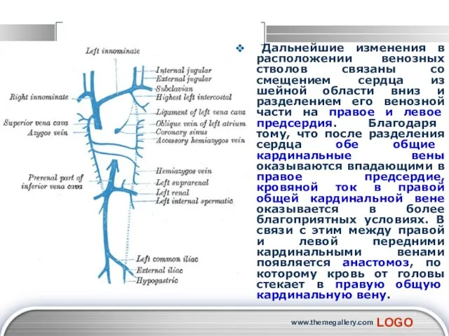 www.themegallery.com Дальнейшие изменения в расположении венозных стволов связаны со смещением