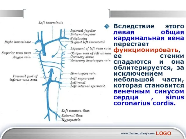 www.themegallery.com Вследствие этого левая общая кардинальная вена перестает функционировать, ее