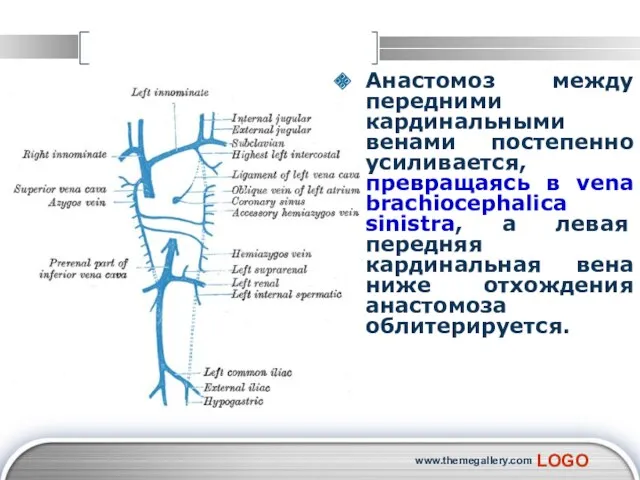 www.themegallery.com Анастомоз между передними кардинальными венами постепенно усиливается, превращаясь в