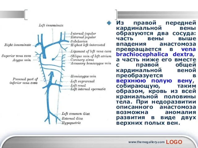 www.themegallery.com Из правой передней кардинальной вены образуются два сосуда: часть