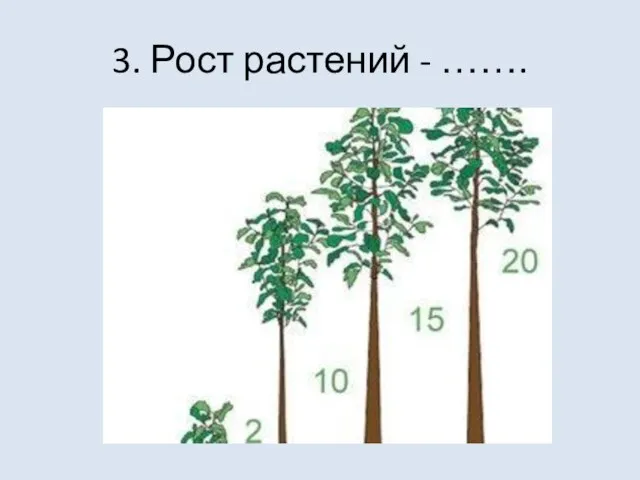 3. Рост растений - …….