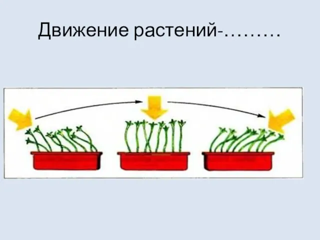 Движение растений-………