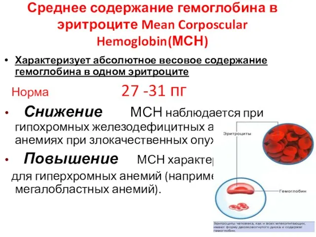 Среднее содержание гемоглобина в эритроците Mean Corposcular Hemoglobin(МСН) Характеризует абсолютное