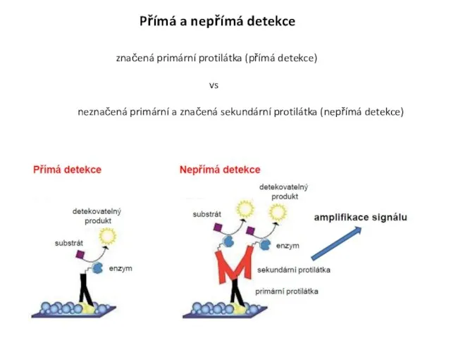 značená primární protilátka (přímá detekce) vs neznačená primární a značená sekundární protilátka (nepřímá