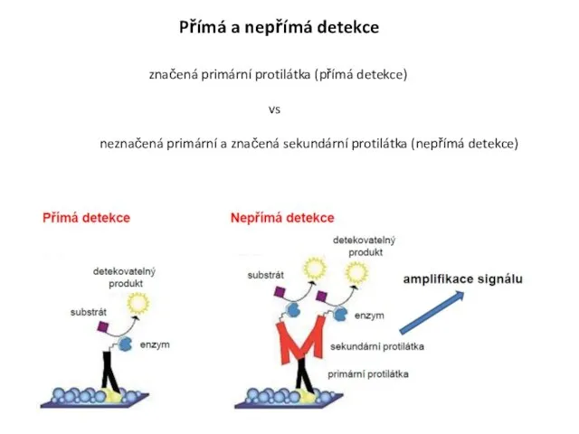 značená primární protilátka (přímá detekce) vs neznačená primární a značená