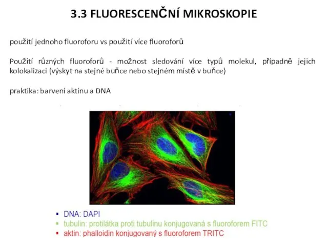 3.3 FLUORESCENČNÍ MIKROSKOPIE použití jednoho fluoroforu vs použití více fluoroforů Použití různých fluoroforů