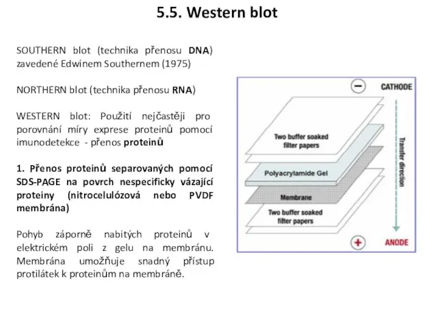 SOUTHERN blot (technika přenosu DNA) zavedené Edwinem Southernem (1975) NORTHERN blot (technika přenosu