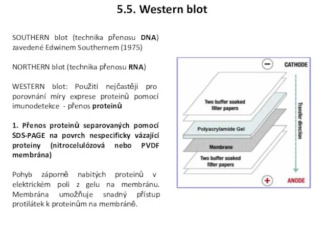 SOUTHERN blot (technika přenosu DNA) zavedené Edwinem Southernem (1975) NORTHERN