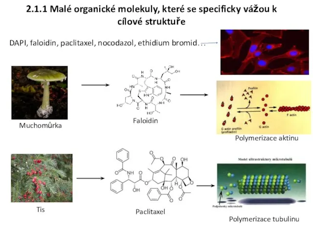 2.1.1 Malé organické molekuly, které se specificky vážou k cílové