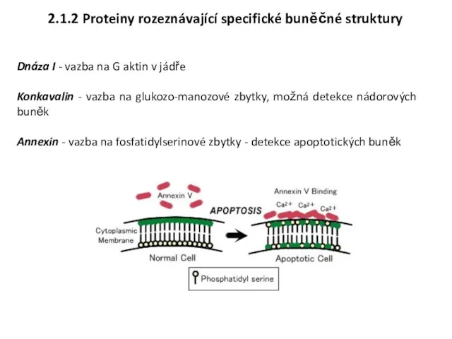 2.1.2 Proteiny rozeznávající specifické buněčné struktury Dnáza I - vazba