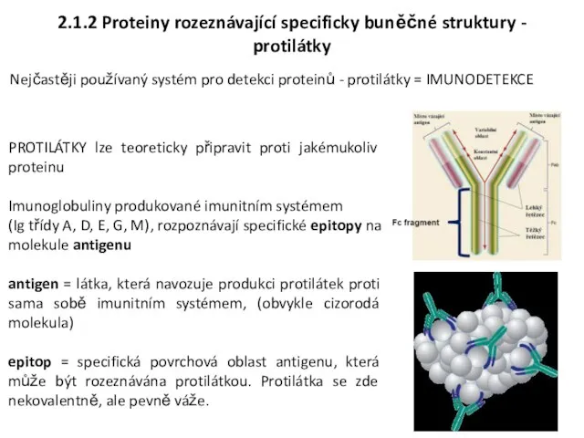 PROTILÁTKY lze teoreticky připravit proti jakémukoliv proteinu Imunoglobuliny produkované imunitním systémem (Ig třídy