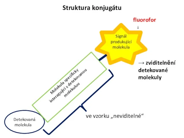 Struktura konjugátu Detekovaná molekula Molekula specificky interagující s detekovanou molekulou