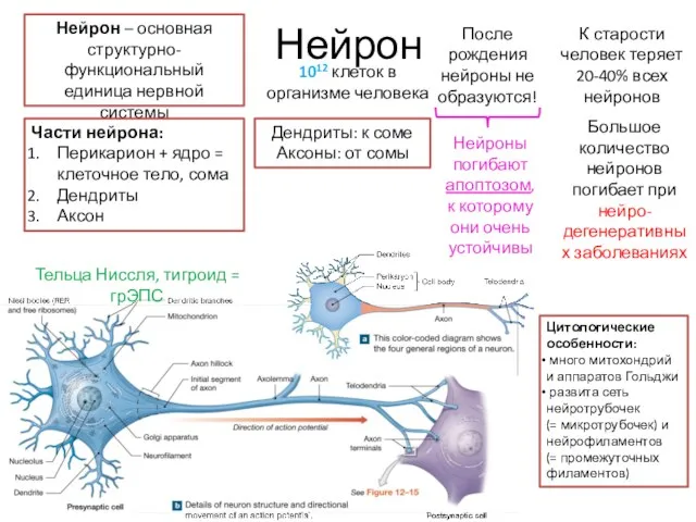 Нейрон Нейрон – основная структурно-функциональный единица нервной системы 1012 клеток