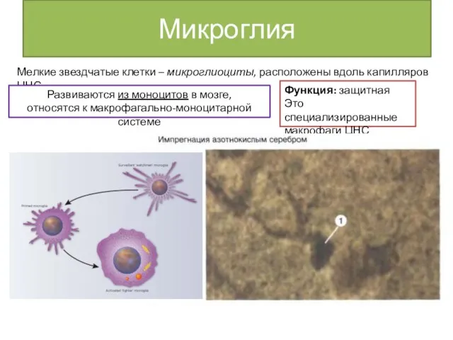 Микроглия Мелкие звездчатые клетки – микроглиоциты, расположены вдоль капилляров ЦНС