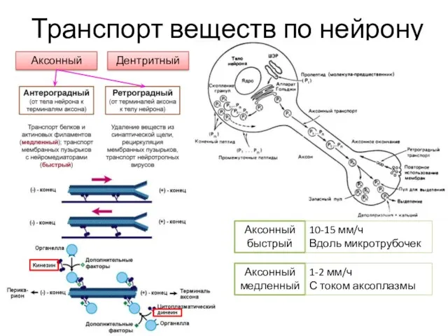 Транспорт веществ по нейрону Аксонный Дентритный Аксонный быстрый Аксонный медленный