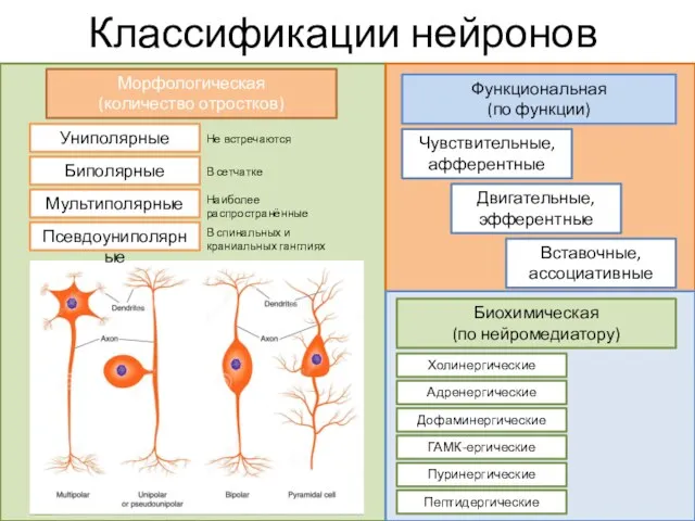 Классификации нейронов Морфологическая (количество отростков) Униполярные Биполярные Мультиполярные Не встречаются