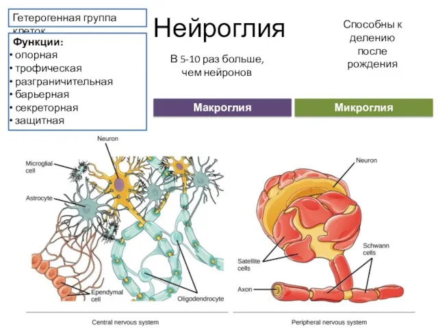 Нейроглия Гетерогенная группа клеток Функции: опорная трофическая разграничительная барьерная секреторная