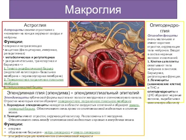 Макроглия Астроглия Астроциты своими отростками с «ножками» на концах окружают