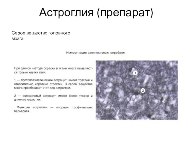 Астроглия (препарат) Серое вещество головного мозга