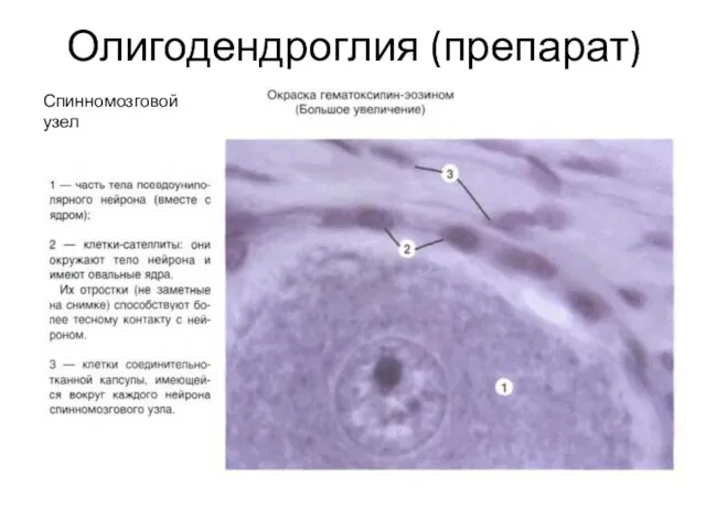 Олигодендроглия (препарат) Спинномозговой узел