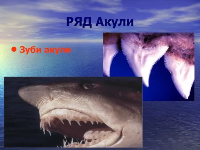 РЯД Акули Зуби акули