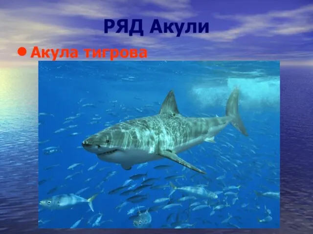 РЯД Акули Акула тигрова