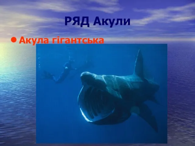 РЯД Акули Акула гігантська