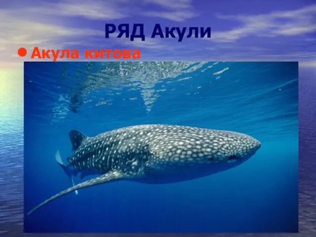 РЯД Акули Акула китова