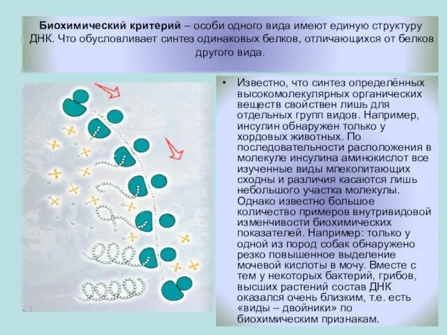 Биохимический критерий – особи одного вида имеют единую структуру ДНК.