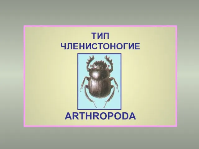 ТИП ЧЛЕНИСТОНОГИЕ ARTHROPODA