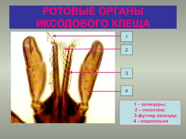 РОТОВЫЕ ОРГАНЫ ИКСОДОВОГО КЛЕЩА 1 2 3 4 1 –