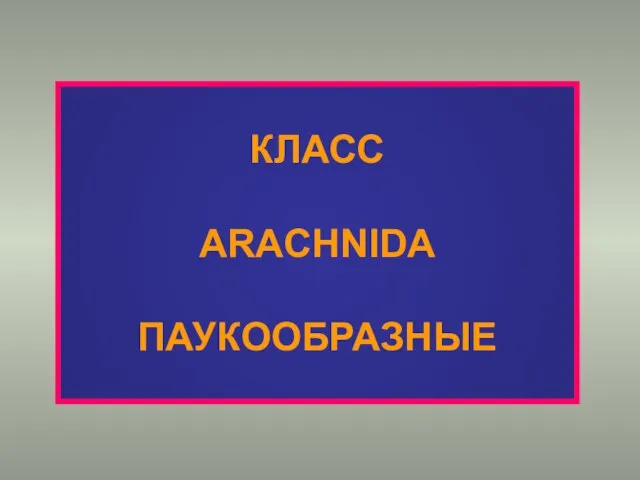 КЛАСС ARACHNIDA ПАУКООБРАЗНЫЕ