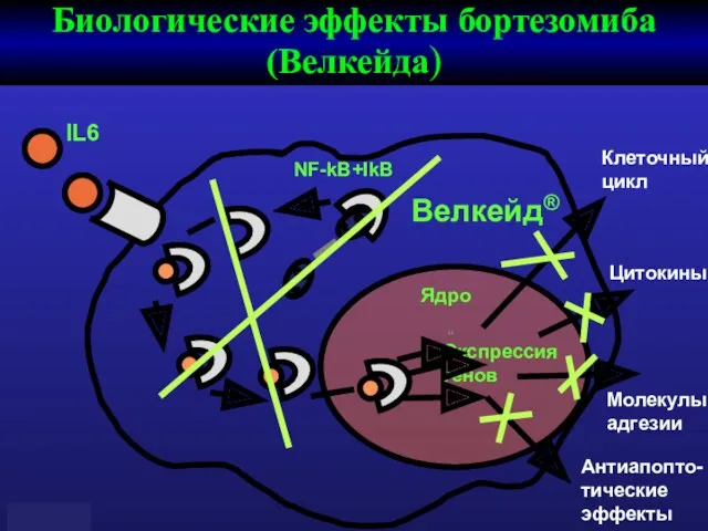 IL6 NF-kB+IkB “” Экспрессия генов Клеточный цикл Цитокины Молекулы адгезии