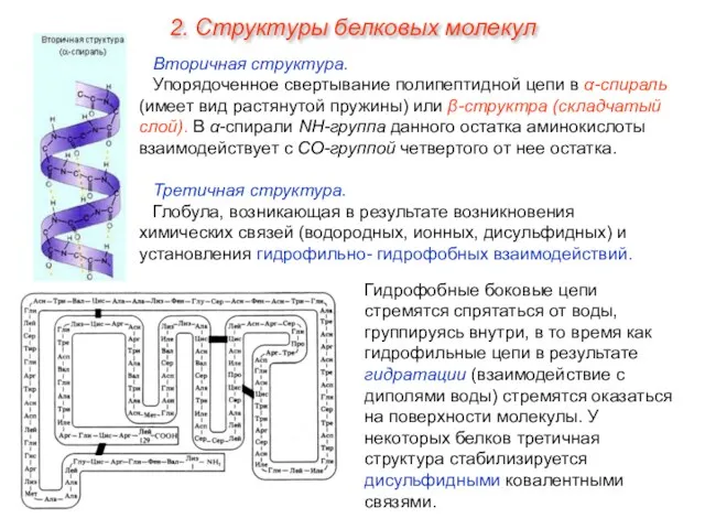 Вторичная структура. Упорядоченное свертывание полипептидной цепи в α-спираль (имеет вид