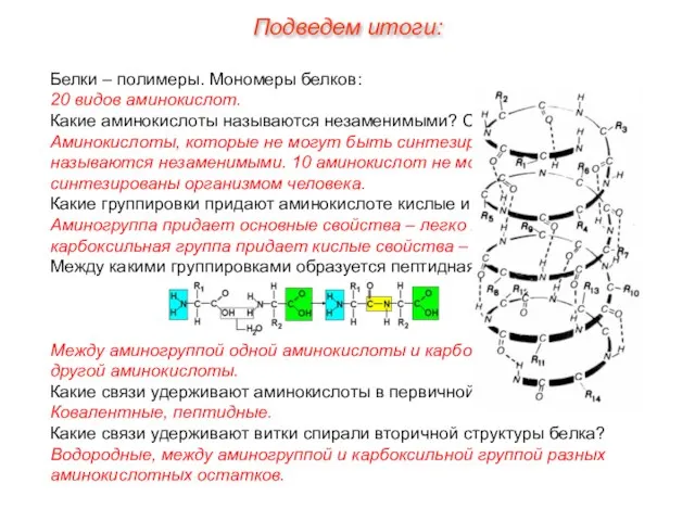 Белки – полимеры. Мономеры белков: 20 видов аминокислот. Какие аминокислоты